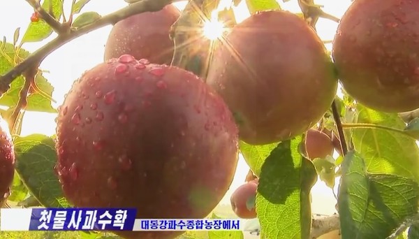 대동강과수종합농장에서 영글어 가는 사과. 사진=조선중앙TV